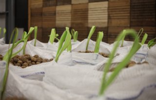 België importeert recordhoeveelheid pootgoed in maart