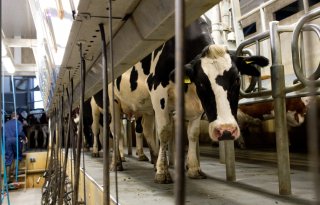 Dag zonder stroom ramp voor veehouderij
