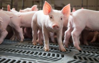 Lichte daling varkensstapel en gespeende biggen in Verenigde Staten