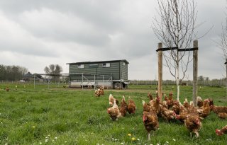 Ook lage concentraties PFAS in eieren kleinschalige pluimveehouders