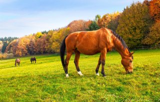 Paard met moeraskoorts in Duitsland