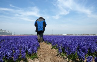 BKD vindt meer tulpengalmijt maar geen stengelaaltjes in tulpen