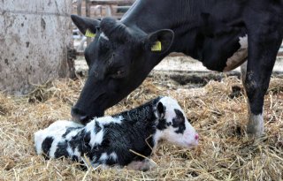 Pleidooi voor toezichthouder dierwaardige veehouderij