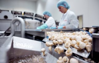Rabobank: sentiment tuinbouw blijft goed op peil
