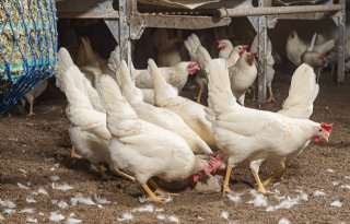 Leghennenbedrijf in Idsegahuizum getroffen door vogelgriep