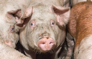VS staat gene-editing voor PRRS-resistent varken toe