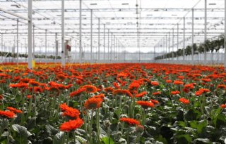 Zuid-Holland: meer informatie nodig over PFAS-gebruik in glastuinbouw