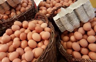 RIVM: eet helemaal geen particuliere eieren, PFAS-gehalte te hoog
