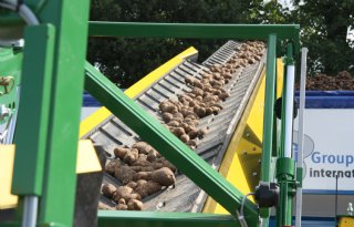 Aardappelindustrie komt iets meer op stoom
