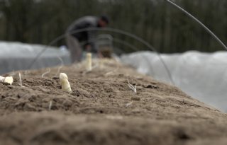 Zorgen over toekomst Brabantse asperges
