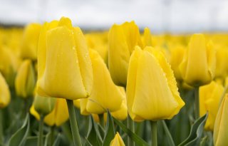 Bloemenprijzen doen een flinke stap terug in maart