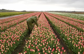 Sterke tulpenrassen nodig; resistentie inkruisen vraagt om lange adem