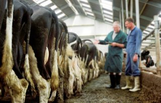 Eerste markervaccin tegen BVD beschikbaar