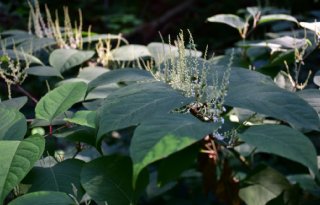 26 nieuwe soorten invasieve planten en dieren op EU-lijst