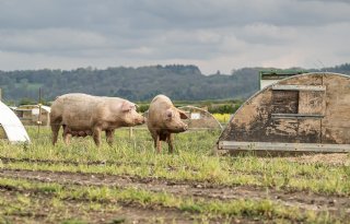 Britten importeren minder varkensvlees, maar exporteren meer