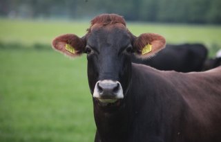 Internationale zorgen om vogelgriep bij koeien nemen toe