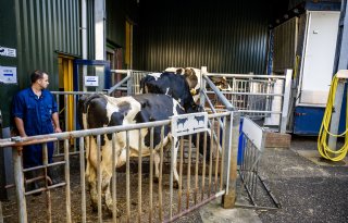 Slachtkoeien brengen opnieuw minder op