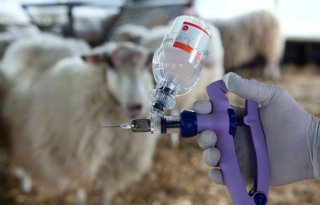 'Verplichte blauwtongvaccinatie in België loopt niet soepel'
