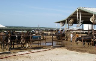 1.032 melkveebedrijven met vogelgriep in VS door eenmalige introductie en contactstructuur