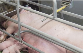 Vliegen belangrijke bron van verspreiden MRSA