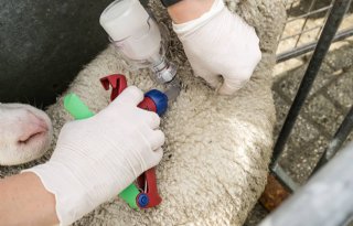 Derde blauwtongvaccin officieel goedgekeurd