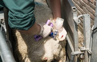 Nog geen blauwtong in Nederland, Frankrijk flink getroffen