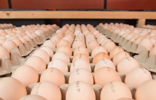 Oorlog in Midden-Oosten heeft beperkte impact op Europese pluimveesector