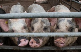 Varkenshouder vreest komst van Livar Experience Center
