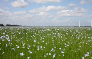 Vlas kan de sleutel zijn voor bestuivers
