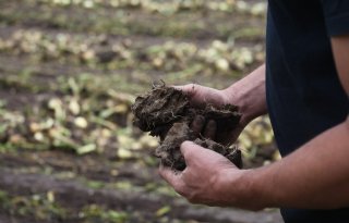 Vroege plantuien starten op iets hoger prijsniveau