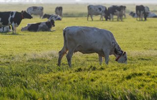 LTO noemt berichten over vermeende groei veestapel misleidend