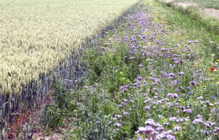 9 miljoen euro extra voor agrarisch natuurbeheer in Noord-Brabant
