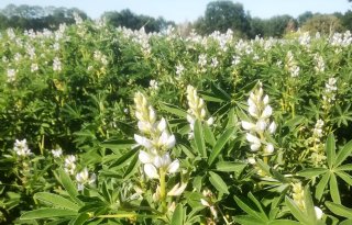 Bakkerij Van der Westen verwerkt Nederlandse lupine in brood
