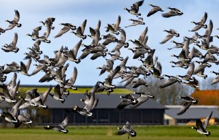 Koelingen moeten consumptie ganzenvlees aanjagen