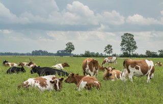 Onteigenen voor natuur verdeelt politiek in Fryslân