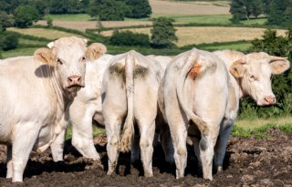 Geen met lumpy skin disease besmette runderen in Nederland geïmporteerd