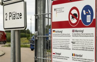 Afrikaanse varkenspest in Duitsland lijkt op variant in Italië