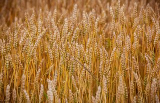 Concept Nedertarwe wint zesde Agribusiness Award