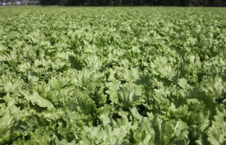 Sla blijft langer compact en smaakvol door vertraging biologische klok