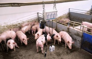 Onderzoek naar emissiebeperking varkens met sensoren en voeding