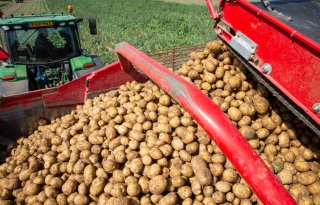 Beurzen verlagen aardappelnoteringen naar 12,50 tot 20 euro