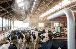 Kalf ondervindt lang gevolgen van hittestress