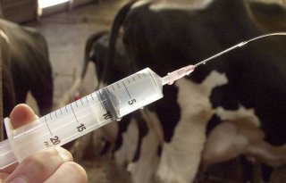 Tekort aan veeartsen in België loopt flink op