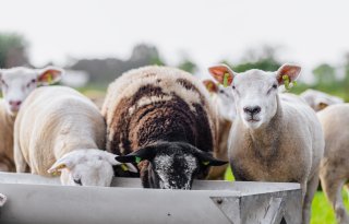 Steeds meer resistentie tegen wormmiddelen die worden ingezet bij schapen