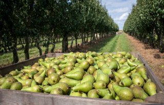 Europese hardfruitvoorraden worden snel minder