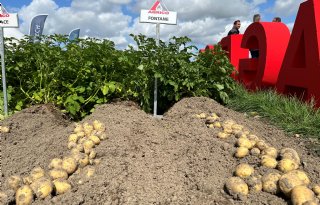 Aardappelen zijn vroeg, opbrengst lijkt gemiddeld