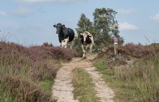 Noord-Holland heeft 450 miljoen euro nodig voor stikstofaanpak