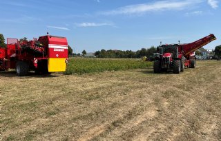 Aardappeloogst in Europese Unie stijgt met 2,6 procent