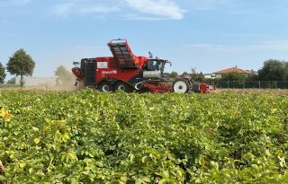 Aardappelprijzen in Nederland en Duitsland lopen voorop