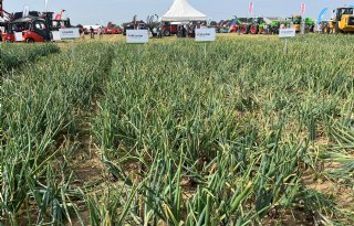 Syngenta sterker in gewasbescherming
